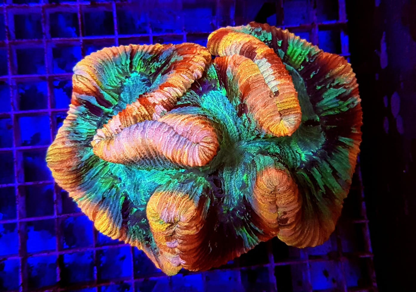 Trachyphyllia spp. (Rainbow)