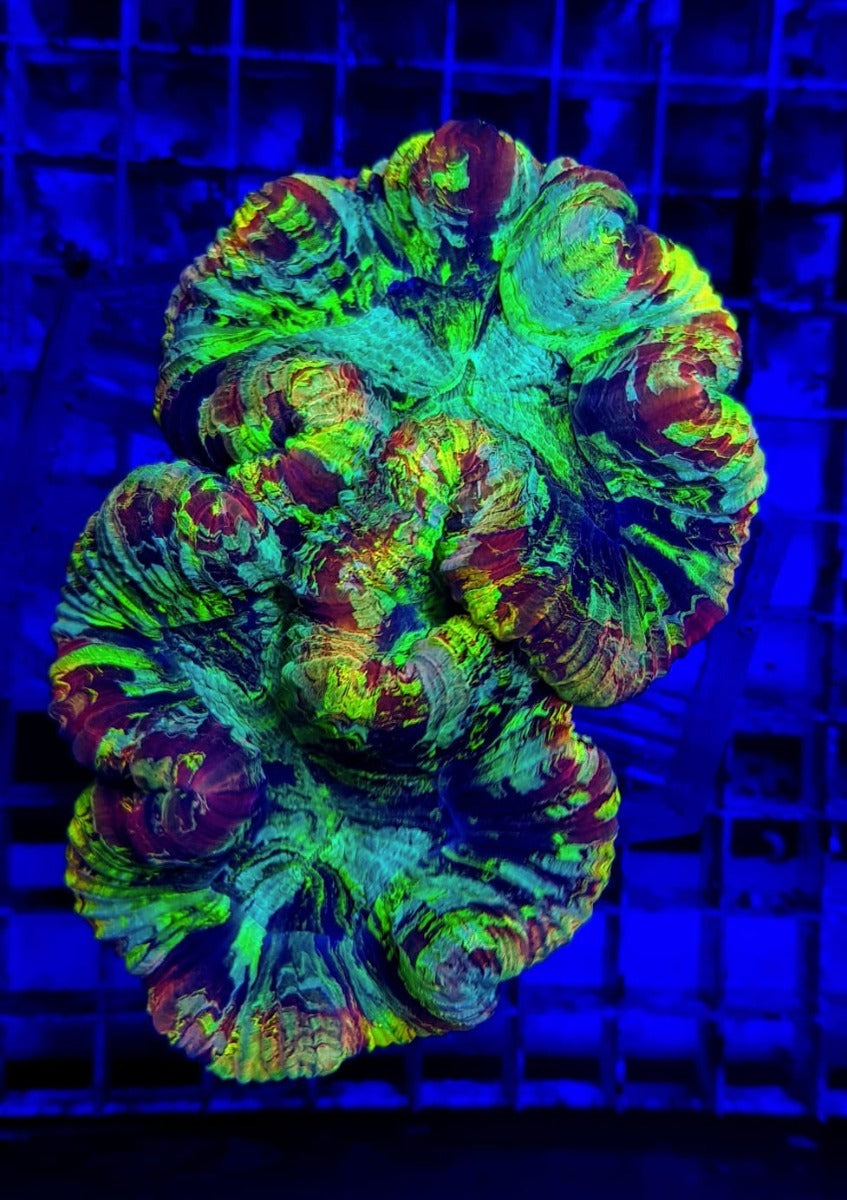 Trachyphyllia spp. (Rainbow)