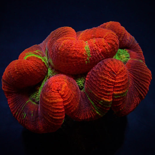 Trachyphyllia spp. (Rood) (Ultra)