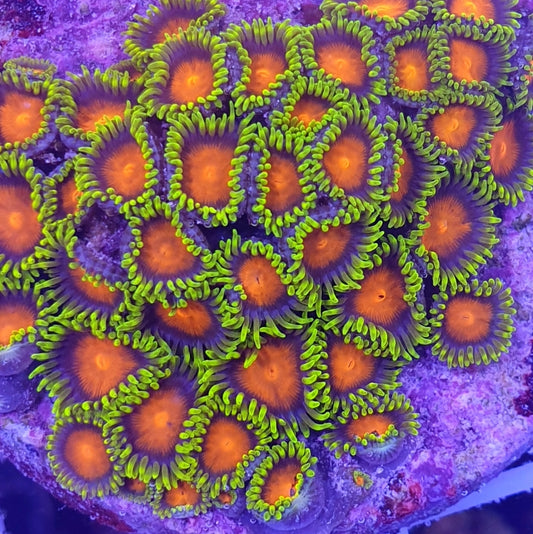 Zoanthus spp. (Ultra-Grade)