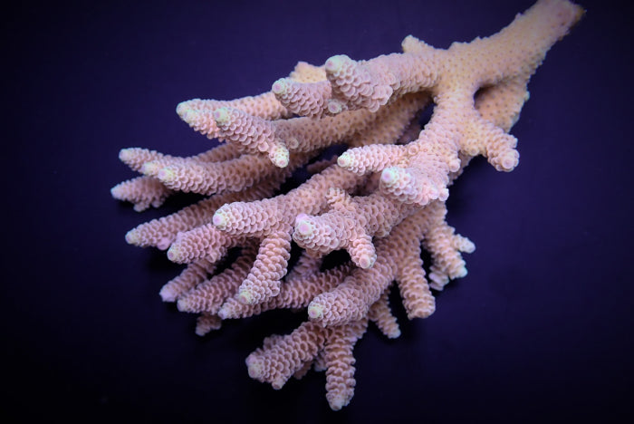 SPS (Small Polyp Stony Corals)
