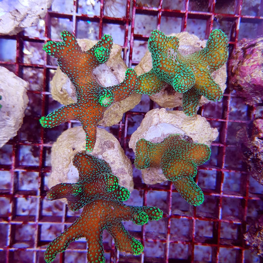 Stylophora pistillata (Groene poliep) 