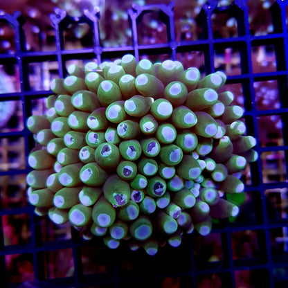 Heliofungia actiniformis (Green)