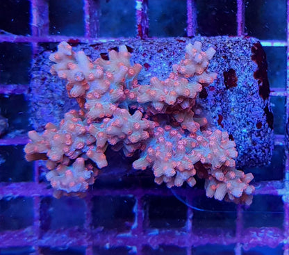 Cyphastrea decadia