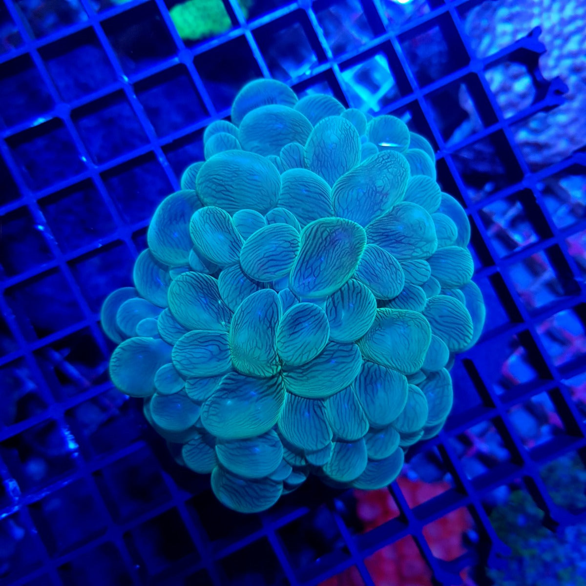 Plerogyra sinuosa (Green)