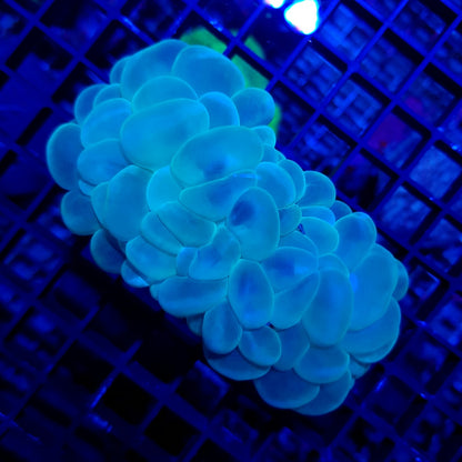 Plerogyra sinuosa (Green)