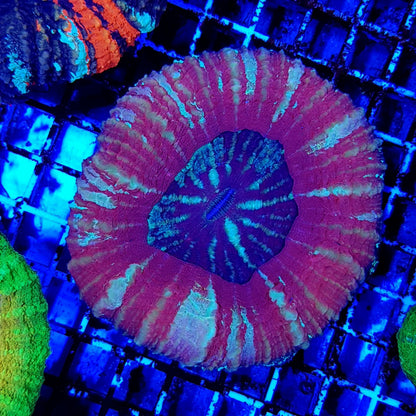 Scolymia australis (Red)