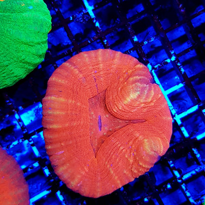 Scolymia australis (Red)
