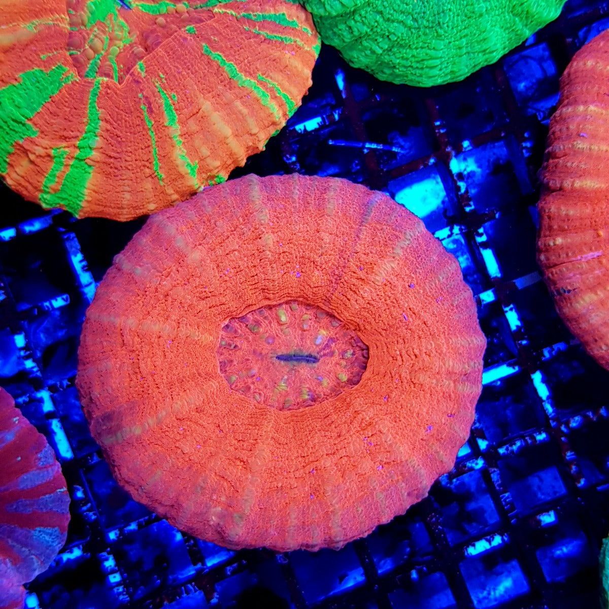 Scolymia australis (Red)