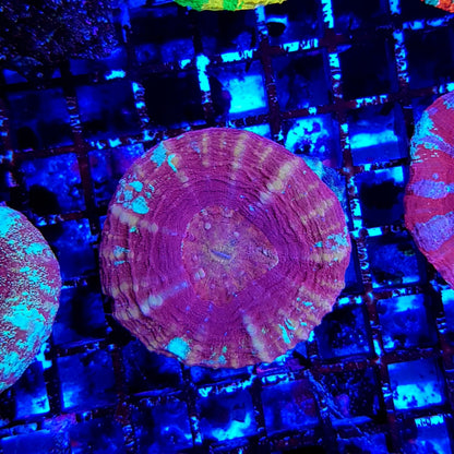 Scolymia australis (Red)