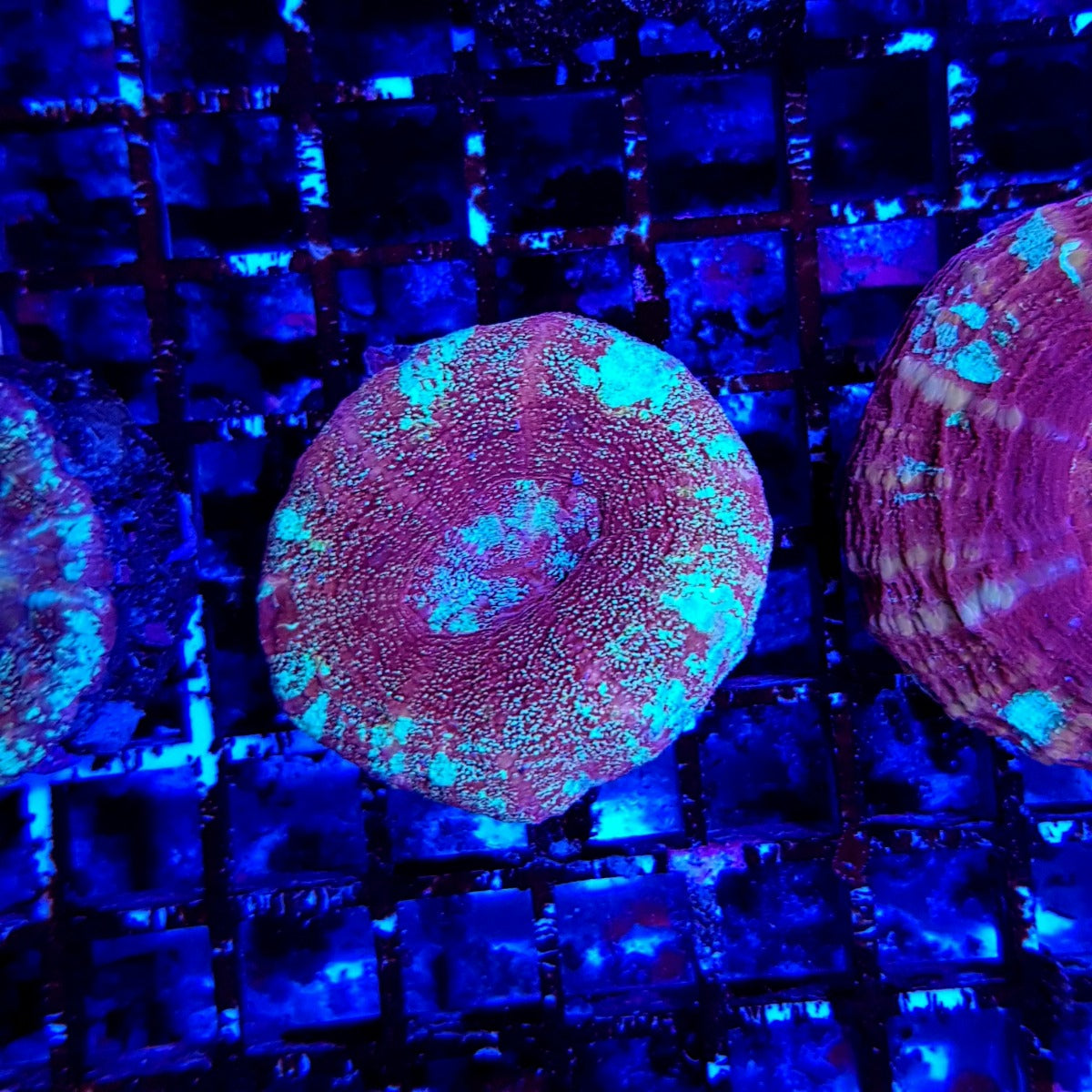 Scolymia australis (Red)