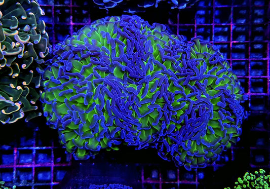 Euphyllia ancora (tweekleurig)