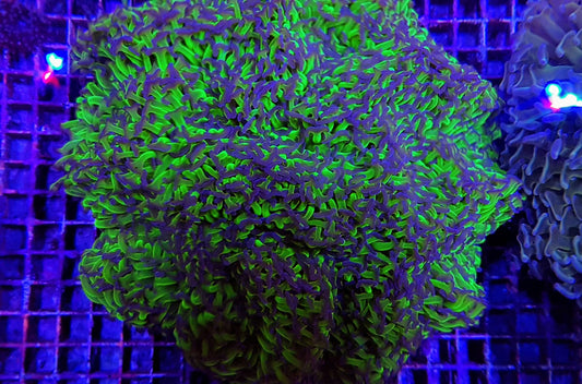 Euphyllia ancora (tweekleurig)