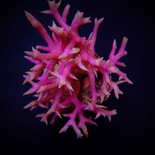 Seriatopora hystrix (Roze)