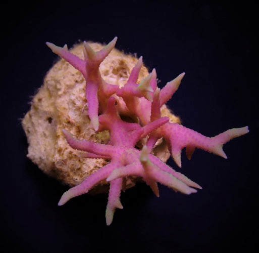 Seriatopora hystrix (Roze)