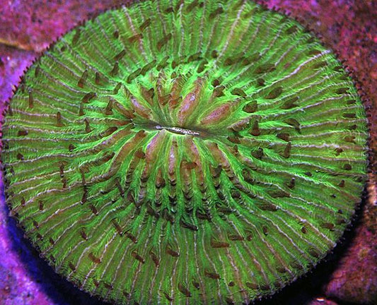 Cycloseris (Groen)