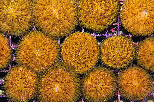 Cycloseris (Oranje)