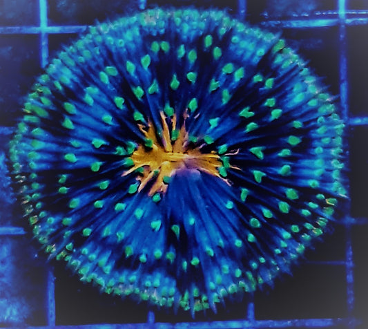 Cycloseris (Premium)