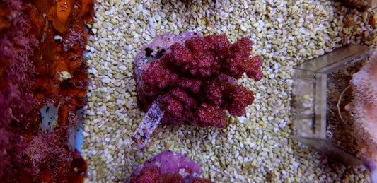 Pocillopora damicornis (Roze)