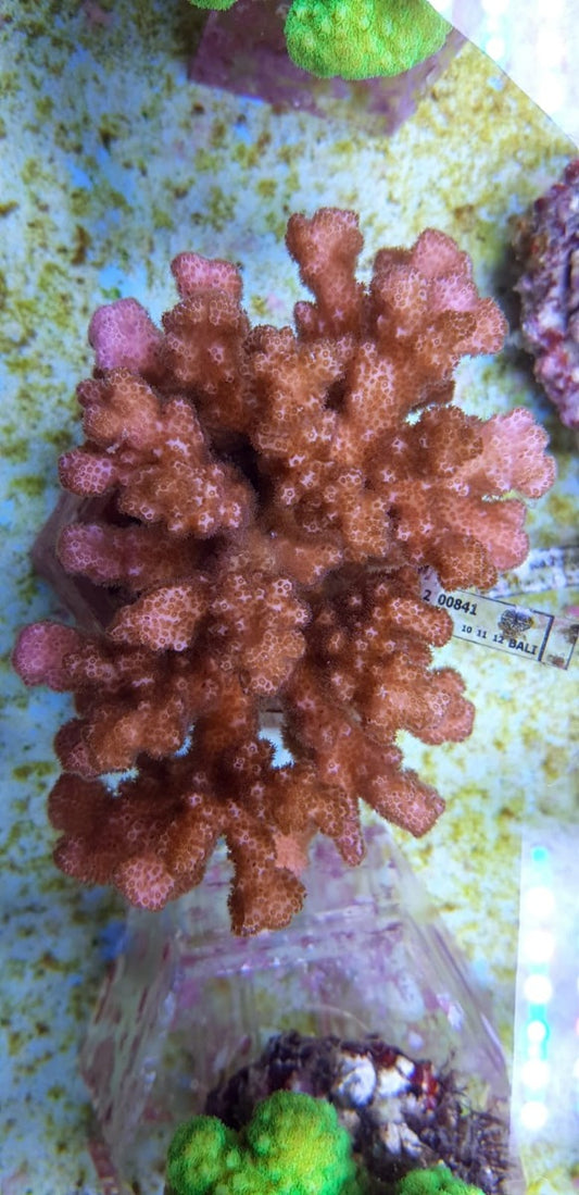 Pocillopora damicornis (Roze)
