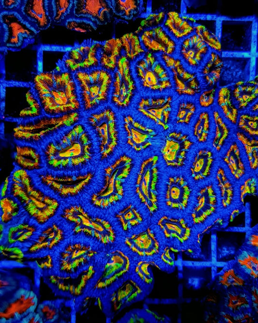 Acanthastrea lordhowensis (Ultra)