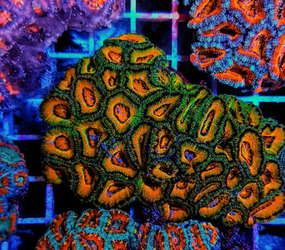 Acanthastrea lordhowensis (Ultra)