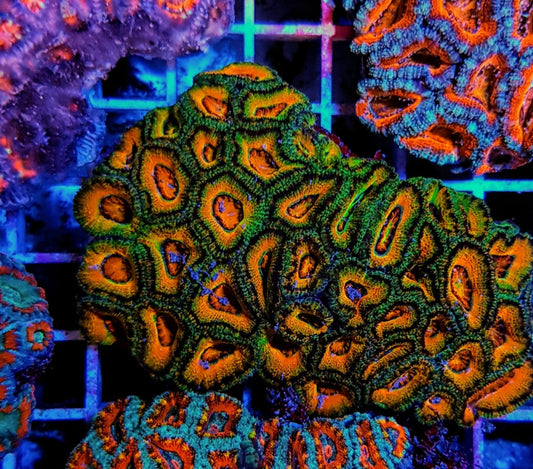 Acanthastrea lordhowensis (Ultra)