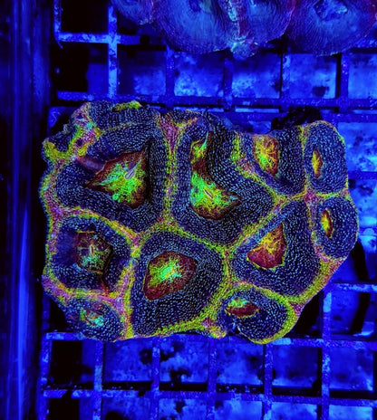 Acanthastrea bowerbanki (Ultra)