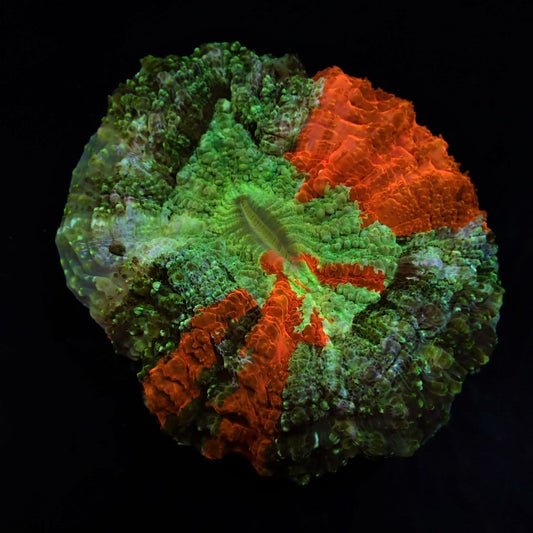 Acanthophyllia deshayesiana (Bleeding Apple)