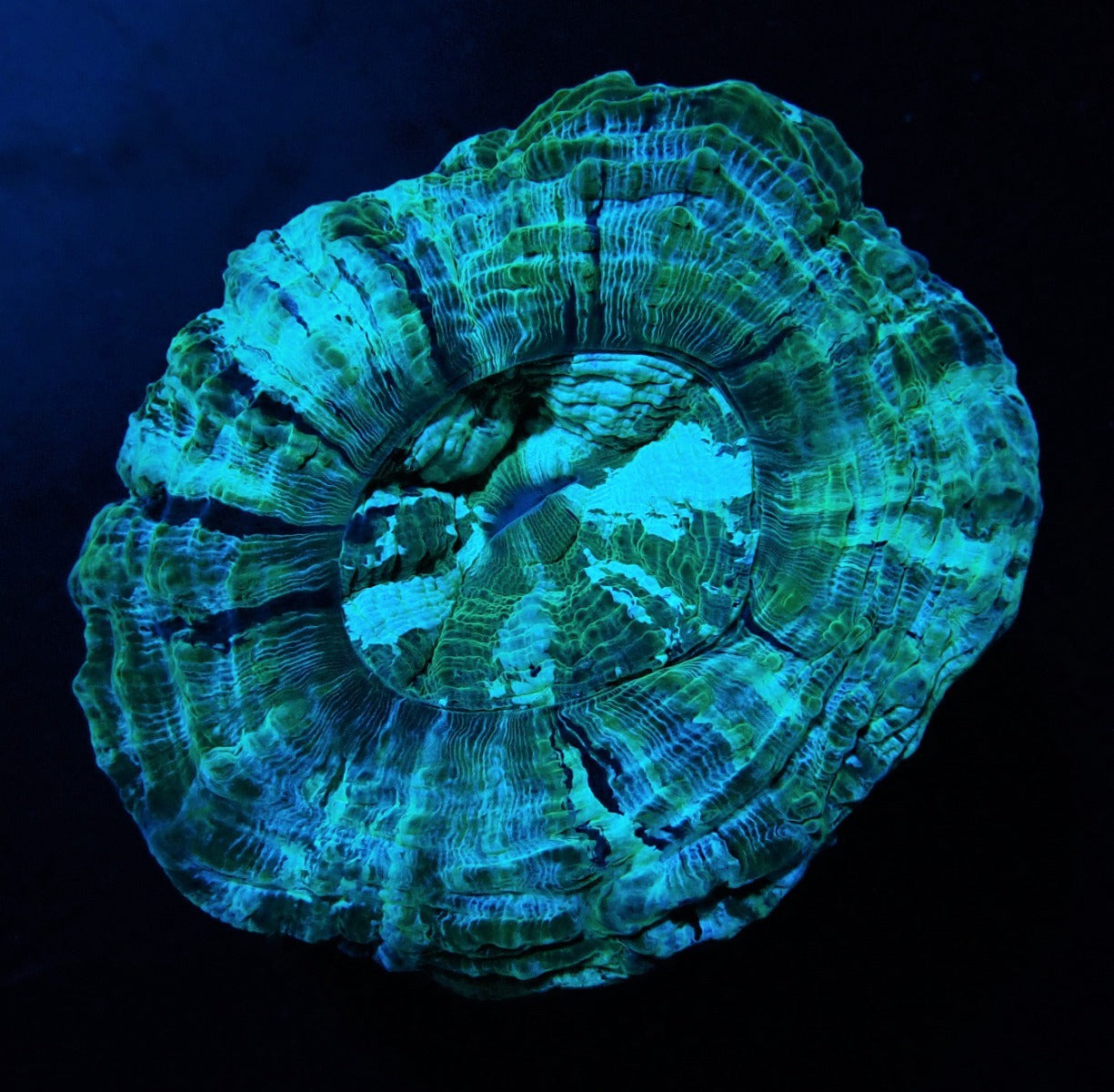 Acanthophyllia deshayesiana (Green)