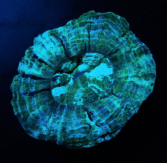 Acanthophyllia deshayesiana (Green)