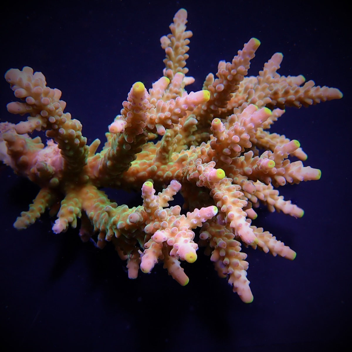 Acropora soutera