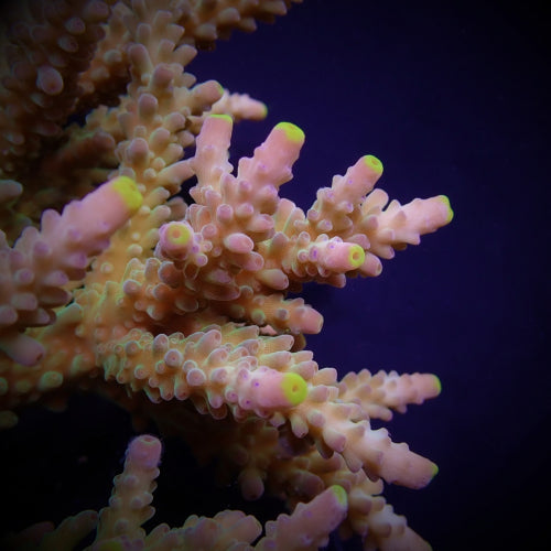 Acropora soutera
