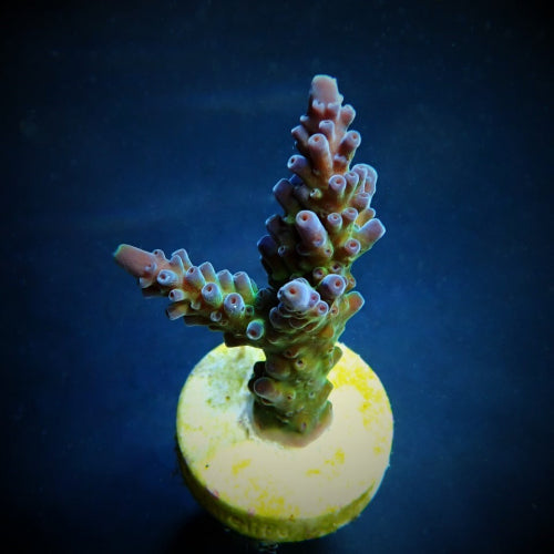 Acropora soutera
