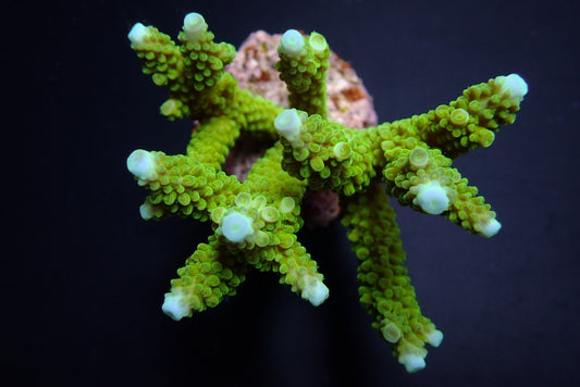Acropora formosa (Blauwe punt)