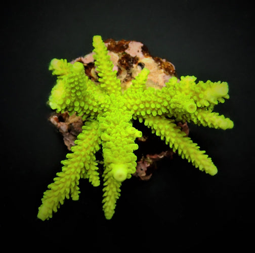 Acropora formosa (Groen)