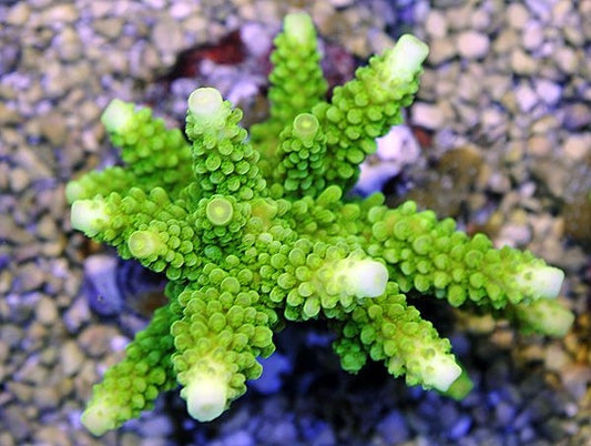 Acropora formosa (Groen)