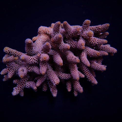 Acropora duizendblad