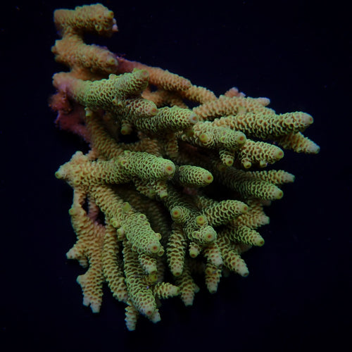 Acropora duizendblad