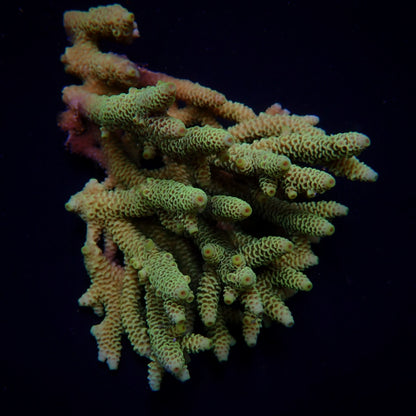 Acropora duizendblad