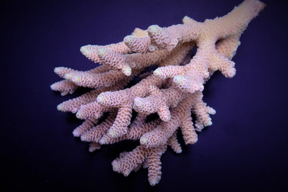 Acropora duizendblad