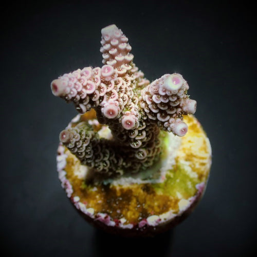 Acropora duizendblad