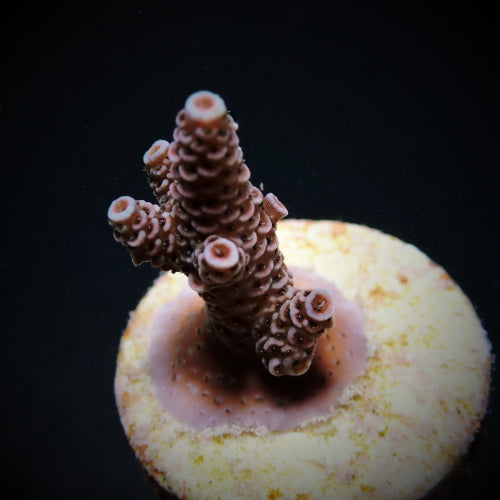 Acropora duizendblad