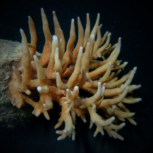 Acropora-soeharsonoi