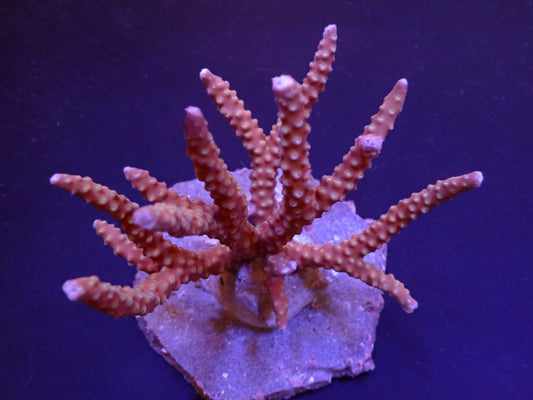 Anacropora spp. (Roodachtig)