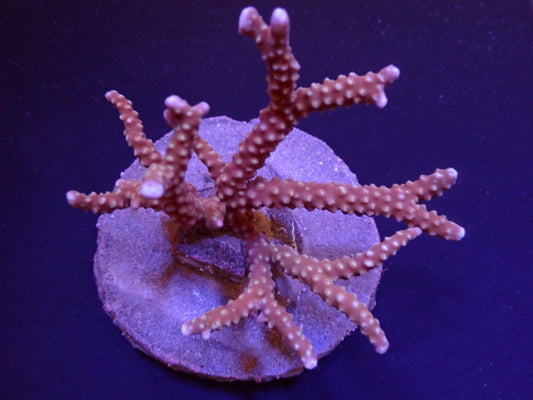 Anacropora spp. (Roodachtig)