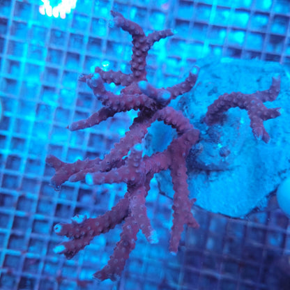 Anacropora spp. (Reddish)