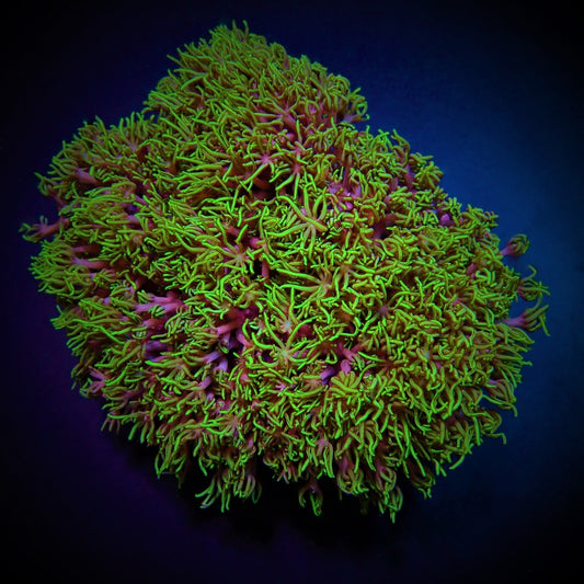 Briareum spp. (Klasse A)