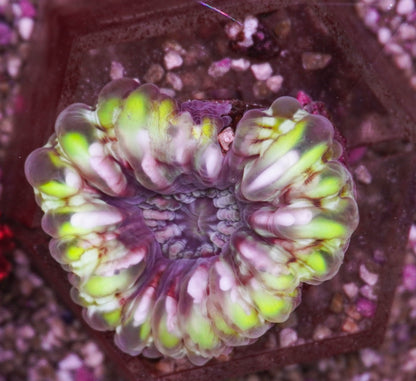 Cynarina lacrymalis (Green)
