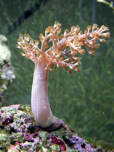 Capnella spp. (Kenia)